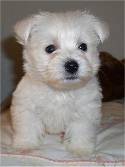 babywestie.jpg