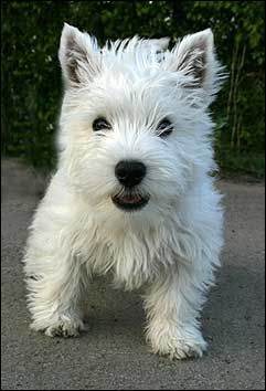 westiesmile.jpg